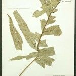 Phlebodium decumanum Leaf