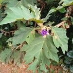 Solanum crinitum Habitus