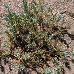Heliotropium veronicifolium Συνήθη χαρακτηριστικά