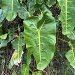 Philodendron billietiae Hoja