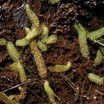 Utricularia intermedia Habitus