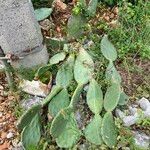 Opuntia engelmannii Leaf