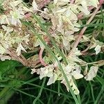 Fallopia dumetorum Flors