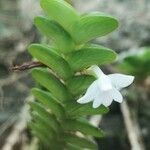 Angraecum distichum Çiçek