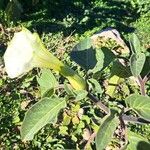 Datura innoxia Fiore