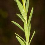 Linum strictum Liść