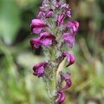 Pedicularis mixta Flower