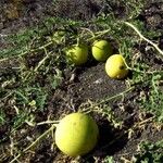 Citrullus colocynthis Fruto