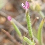 Dianthus nudiflorus Blomma