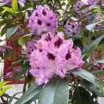 Rhododendron catawbiense Flower