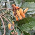 Erythrina fusca Квітка