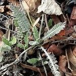 Achillea tomentosa पत्ता