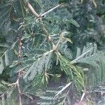 Vachellia farnesiana Leaf