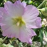 Alcea kurdica Blomst