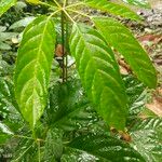 Brassaiopsis glomerulata Leaf