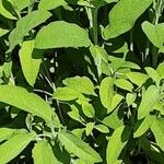 Salvia fruticosa Leht