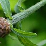 Centaurea decipiens Blad