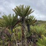 Blechnum loxense Hábito