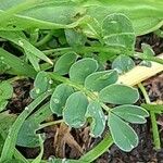 Hippocrepis biflora Leaf