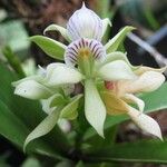 Prosthechea chacaoensis Kvet