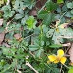 Potentilla neumanniana Folha