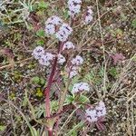 Valeriana pilosa Lorea