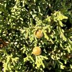 Juniperus phoenicea Ffrwyth