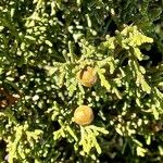 Juniperus phoeniceaFrutto