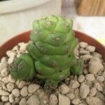 Euphorbia ritchiei Escorça