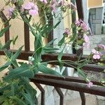 Gypsophila vaccaria Flower