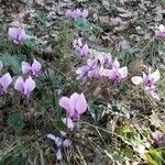 Cyclamen hederifolium Çiçek