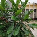 Anthocleista schweinfurthii पत्ता