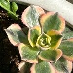 Aeonium decorum 葉