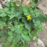 Chelidonium majus Habit