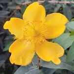 Hypericum × hidcoteense ফুল