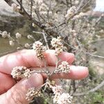 Rhus microphylla Кветка