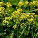 Isatis tinctoria (Fleur)