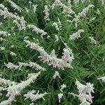 Salvia leucantha फूल