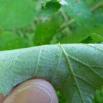 Rubus pericrispatus Outro