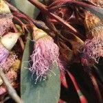 Eucalyptus sideroxylon Flower
