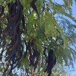 Gleditsia triacanthosFrucht