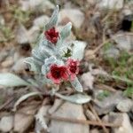 Pardoglossum cheirifolium Flower