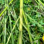 Cytisus striatus Bark