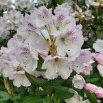 Rhododendron aberconwayi Kvet