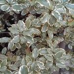 Pittosporum tenuifolium موطن