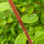 Spiraea betulifolia Azala