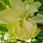 Curcuma longaBlomst