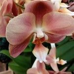 Phalaenopsis amabilis Květ