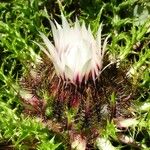 Carlina acaulis Blüte