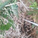Kedrostis leloja Fruit
